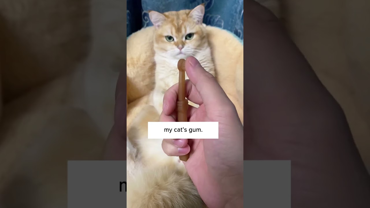 I Tried To Brush My Cat&rsquo;s Teeth! 🙀