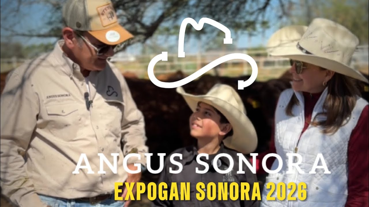 Criadores de Ganado Gelbvieh, Balancer y Angus en Sonora PURO GANADO CON REGISTRO