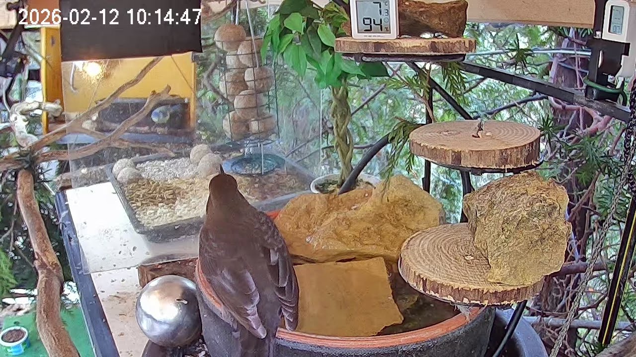Ruhiger Morgen am Vogel-Spa (12.02.2026)