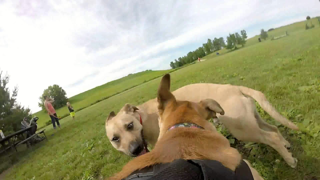 GoPro - Dog POV at the dog park