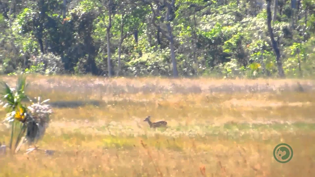 Veado Campeiro - Ozotoceros bezoarticus | DOC Cerrado
