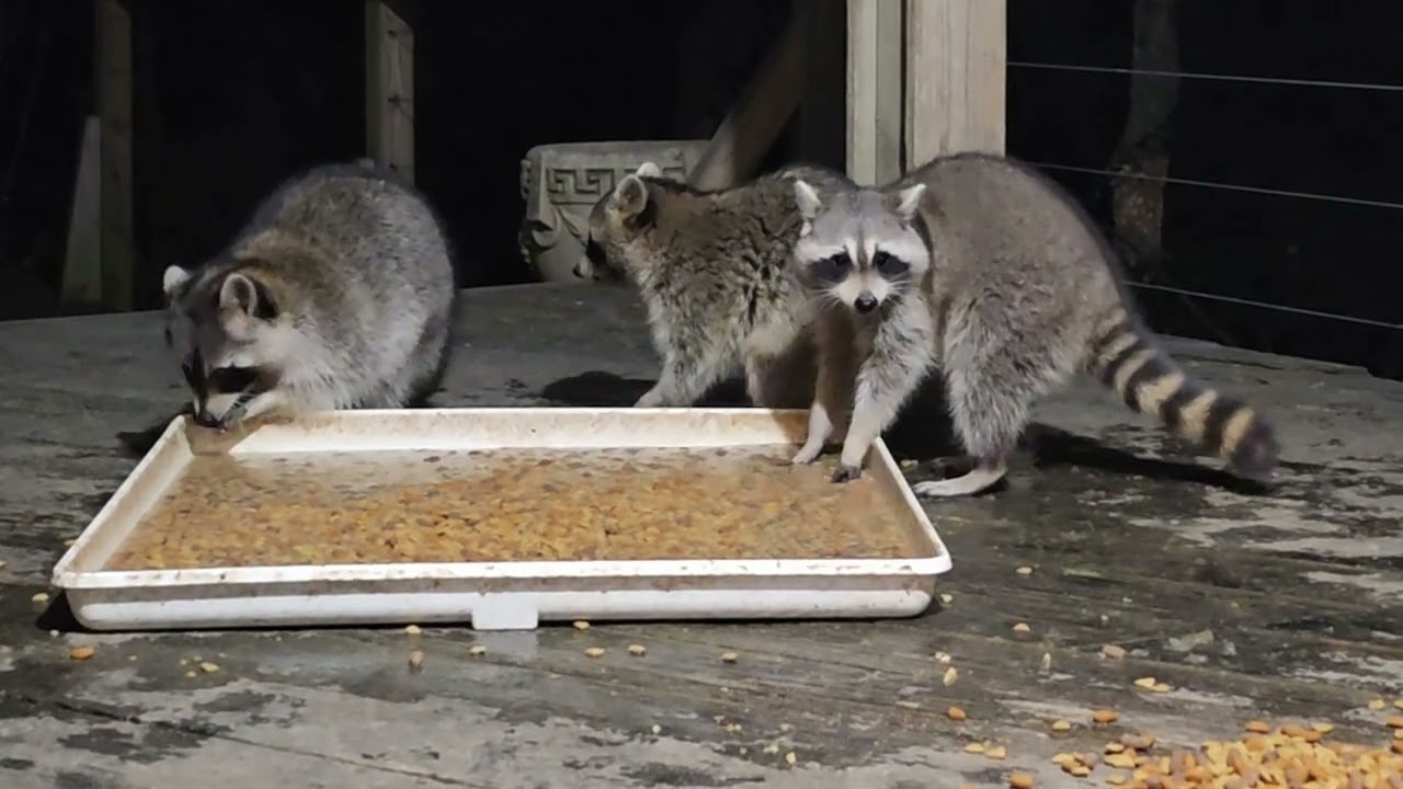 Wednesday January 28th my fun family of raccoons bring me so much joy