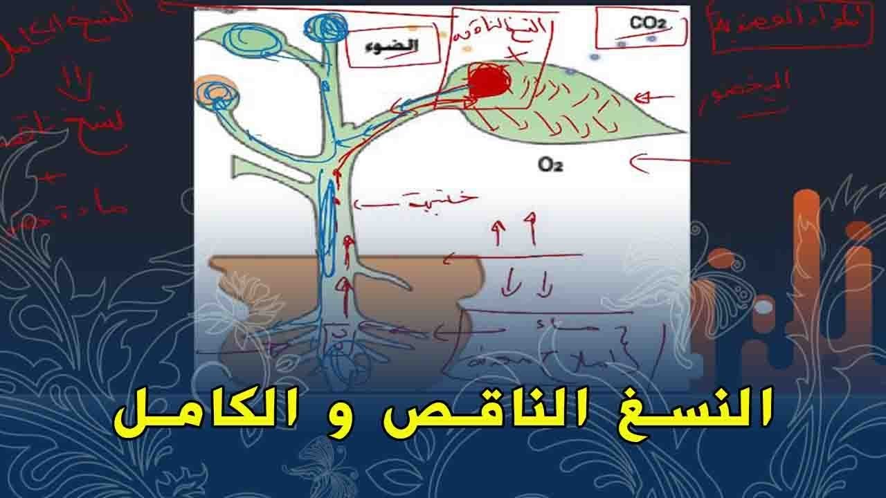 علوم طبيعية اولى متوسط الفرق بين النسغ الناقص و النسغ الكامل