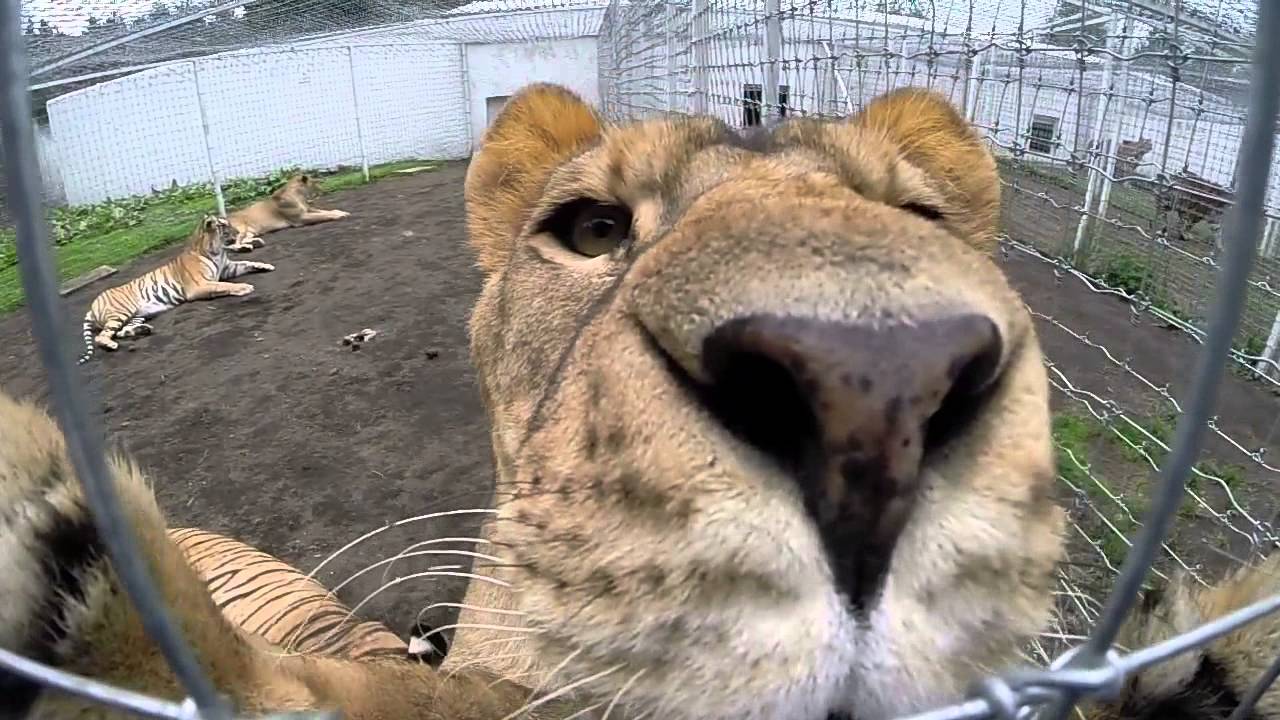 Black Jaguar White Tiger Foundation Part 1