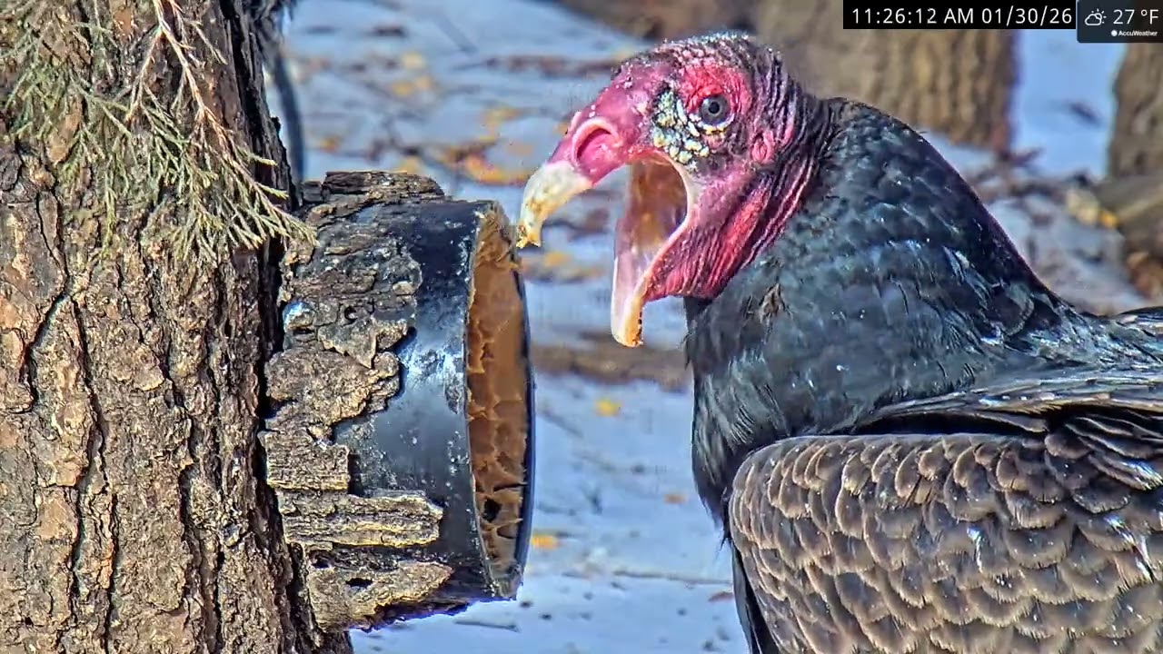 Turkey Takin' the PB
