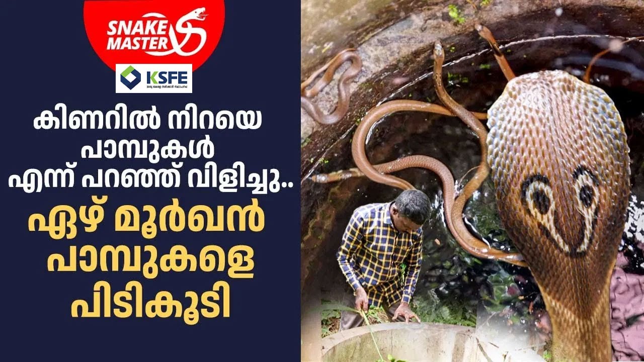 കിണറിൽ നിന്ന് ഏഴ് മൂർഖൻ പാമ്പുകളെ പിടികൂടി | Vava Suresh | Snakemaster 1090