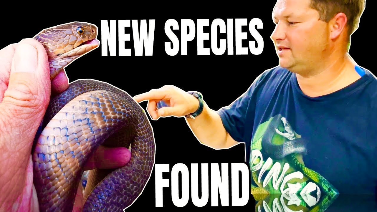 NEW species of COBRA FOUND???? Hybrid???