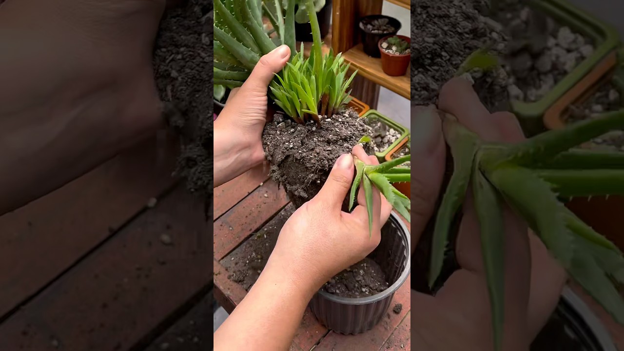 Aprende!!! C&oacute;mo reproducir suculentas | Useful tips for succulents!
