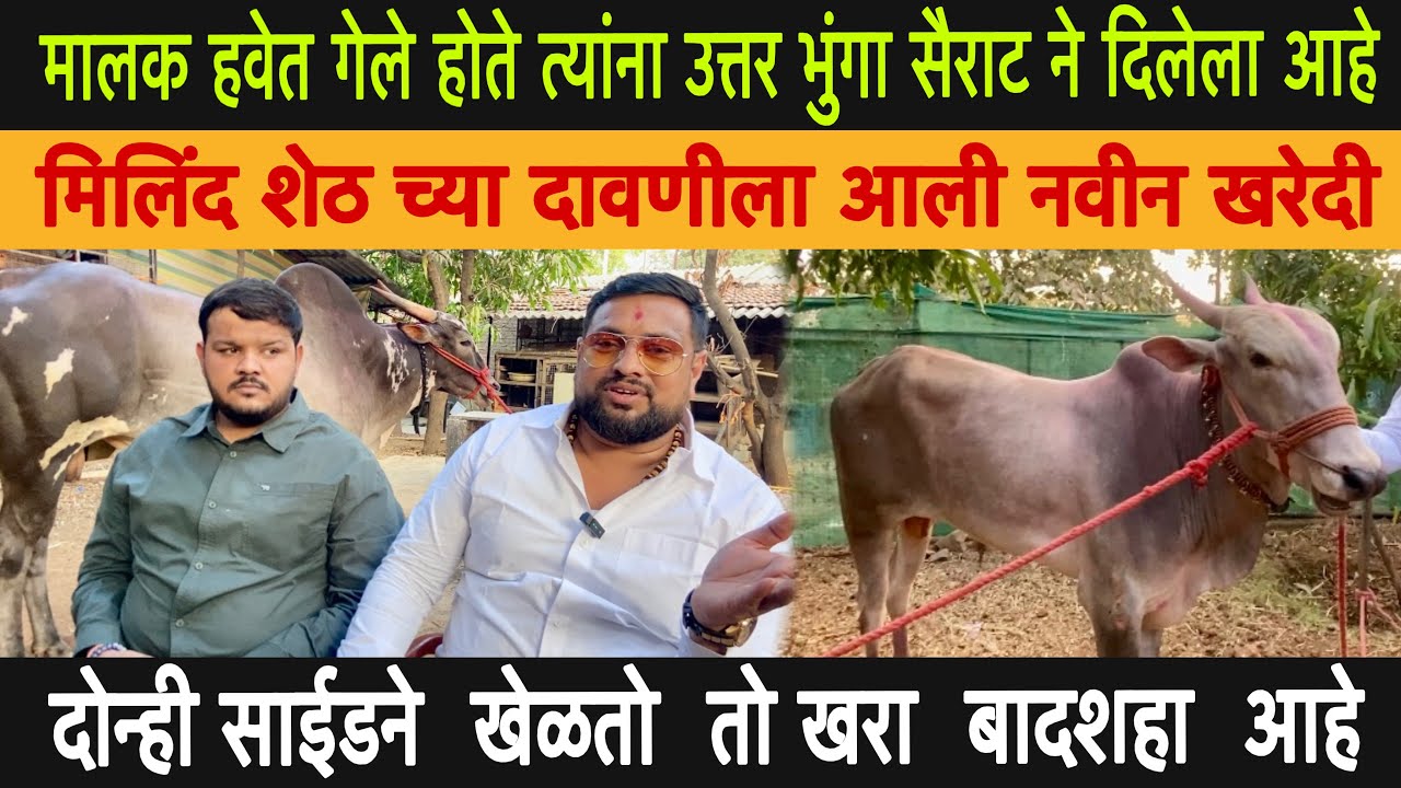 मालक हवेत गेले होते त्यांना उत्तर भुंगा सैराट ने दिलेला आहे (मिलिंद शेठ च्या दावणीला आली नवीन खरेदी