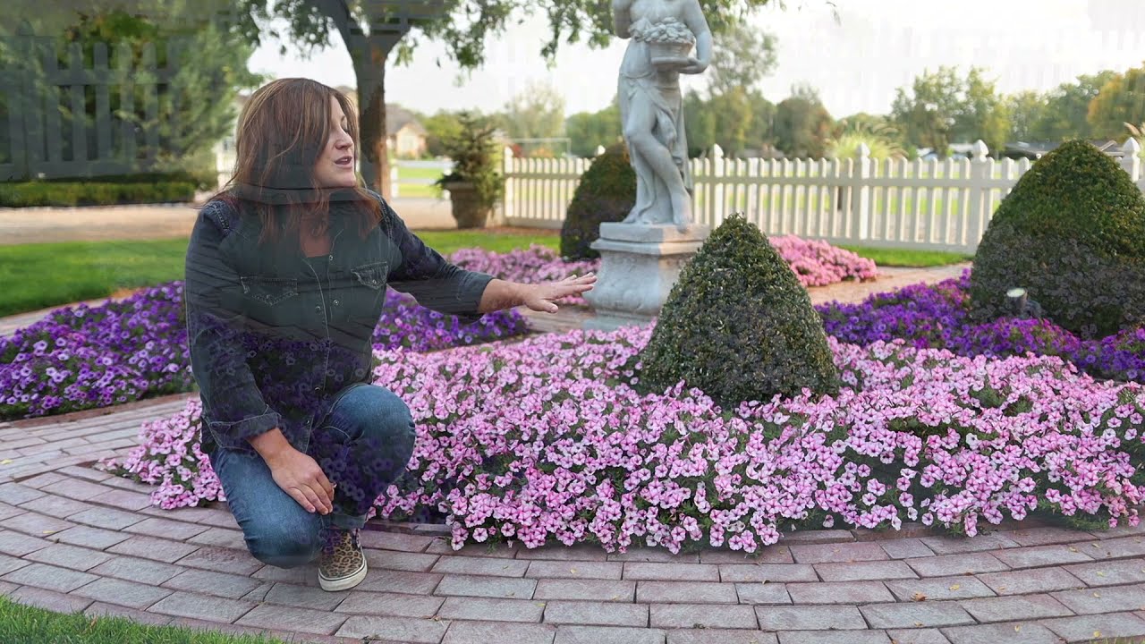 Supertunia MiniVista Pink Star Petunia from Proven Winners&ndash;Martin's Home & Garden with Garden Answer
