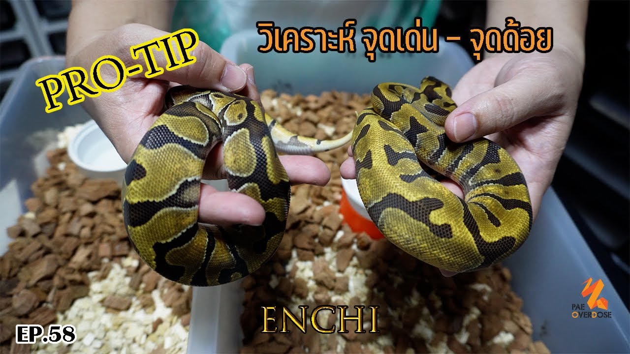 PRO-TIP วิเคราะห์ จุดเด่น-จุดด้อย - ENCHI