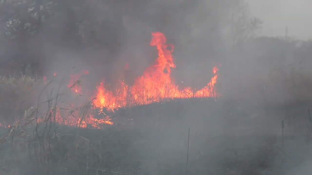 2024年の小貝川河川敷の野焼き：Controlled burning in Japan @ River bed of Kokai River on Ibaraki Prefecture