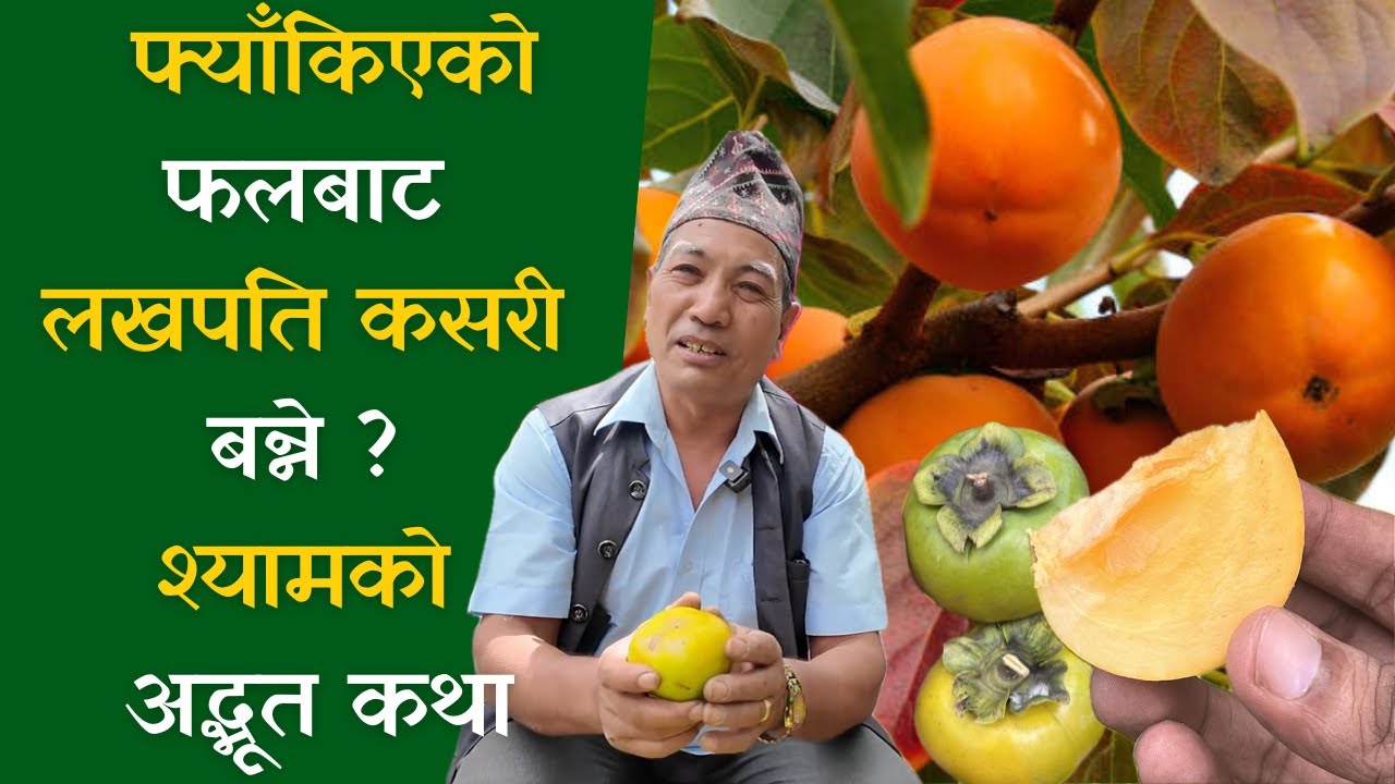 अरुले हेला गरेको फलबाटै सफलताको शिखरमा !किसान श्यामको कहानी || persimmon fruit ||Haluvabed||हलुवाबेद