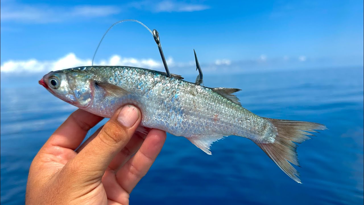 Pesca con LISA VIVA en ALTAMAR.