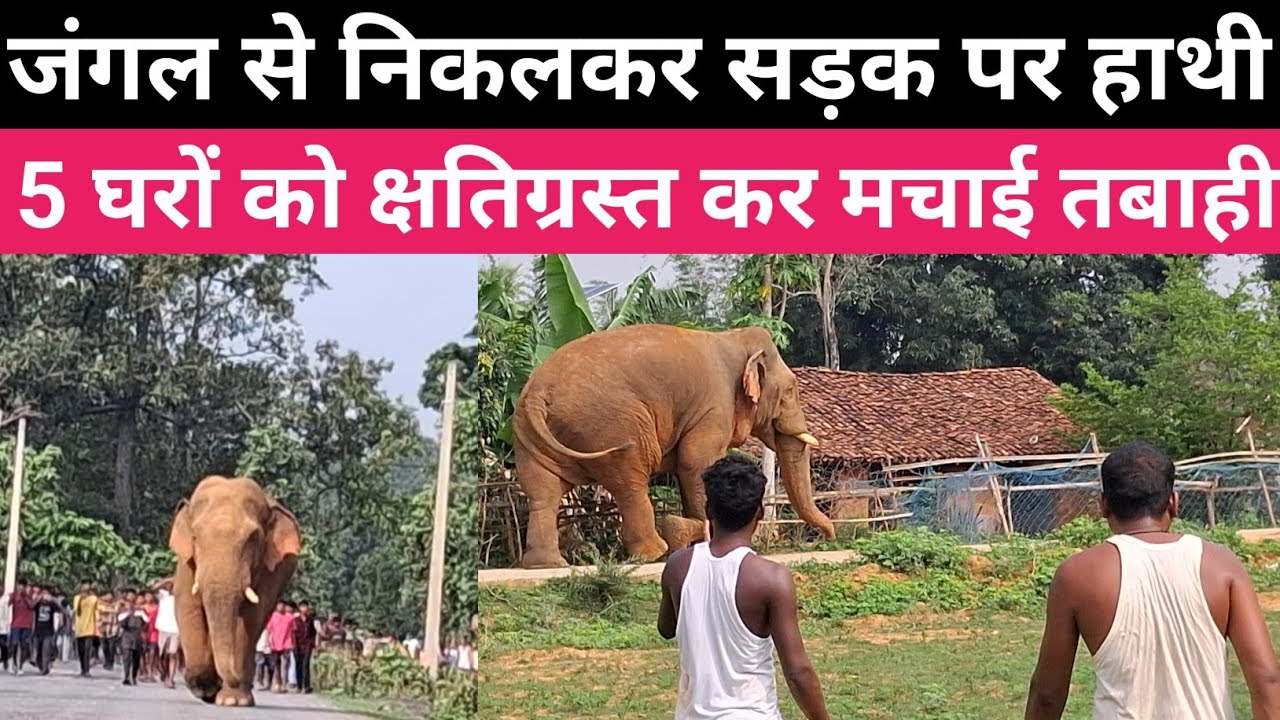 जंगल से निकल सड़क पर चलने लगा हाथी ।5 घरों को तोड़ मचाई तबाही