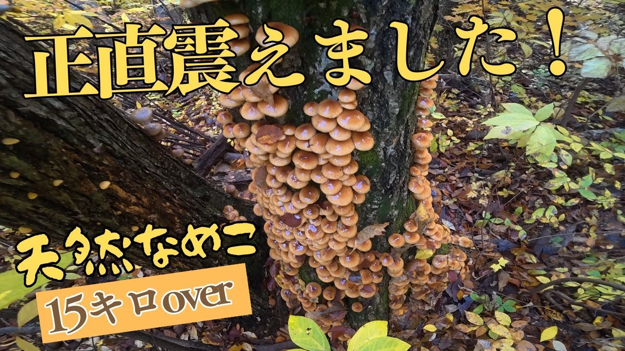 怒涛の天然なめこタワー出現しました！