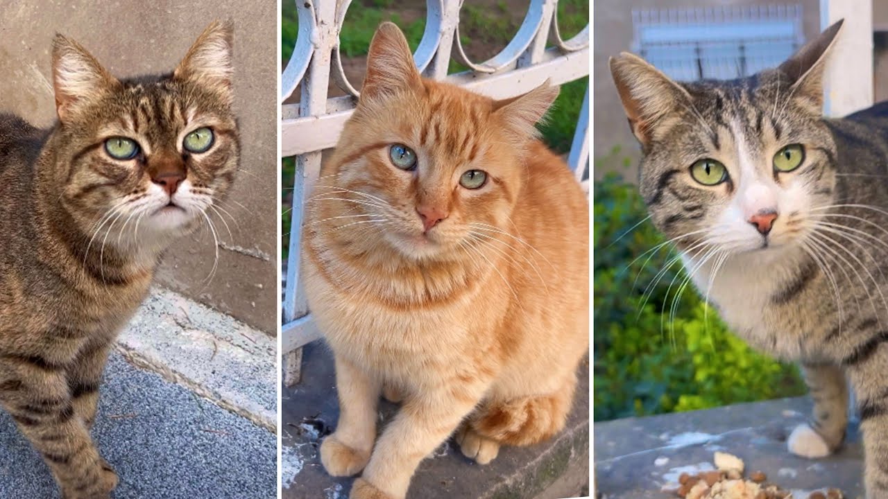 Sweet Sounds of Street Cats : Requesting Food 4k