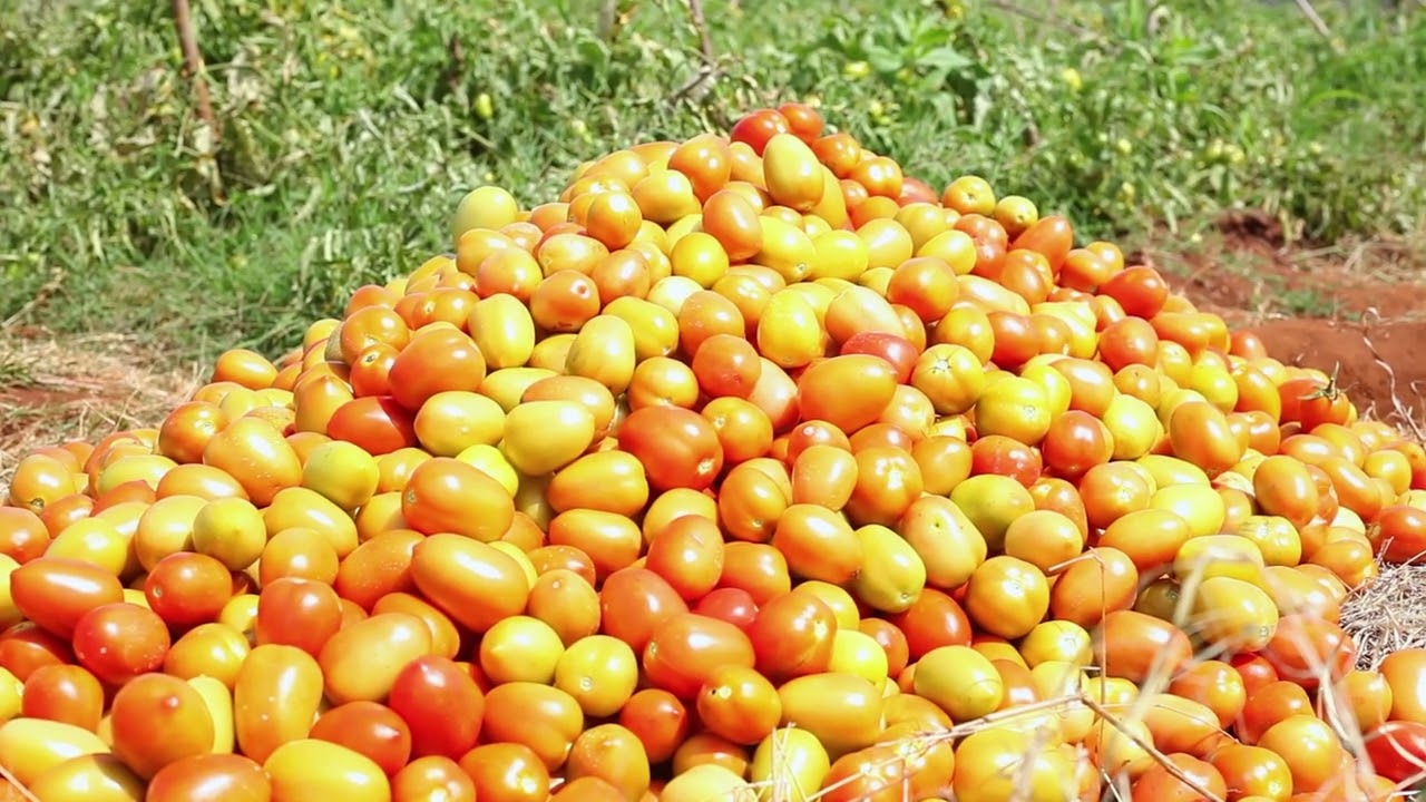 NAMNA VIJANA WALIVONUFAIKA KULIMA NYANYA NA MBOGA MBOGA KIBIASHARA 🍎🥬