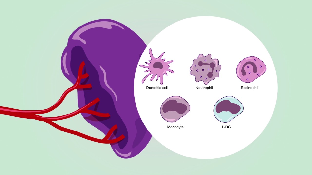 Immunity in spleen