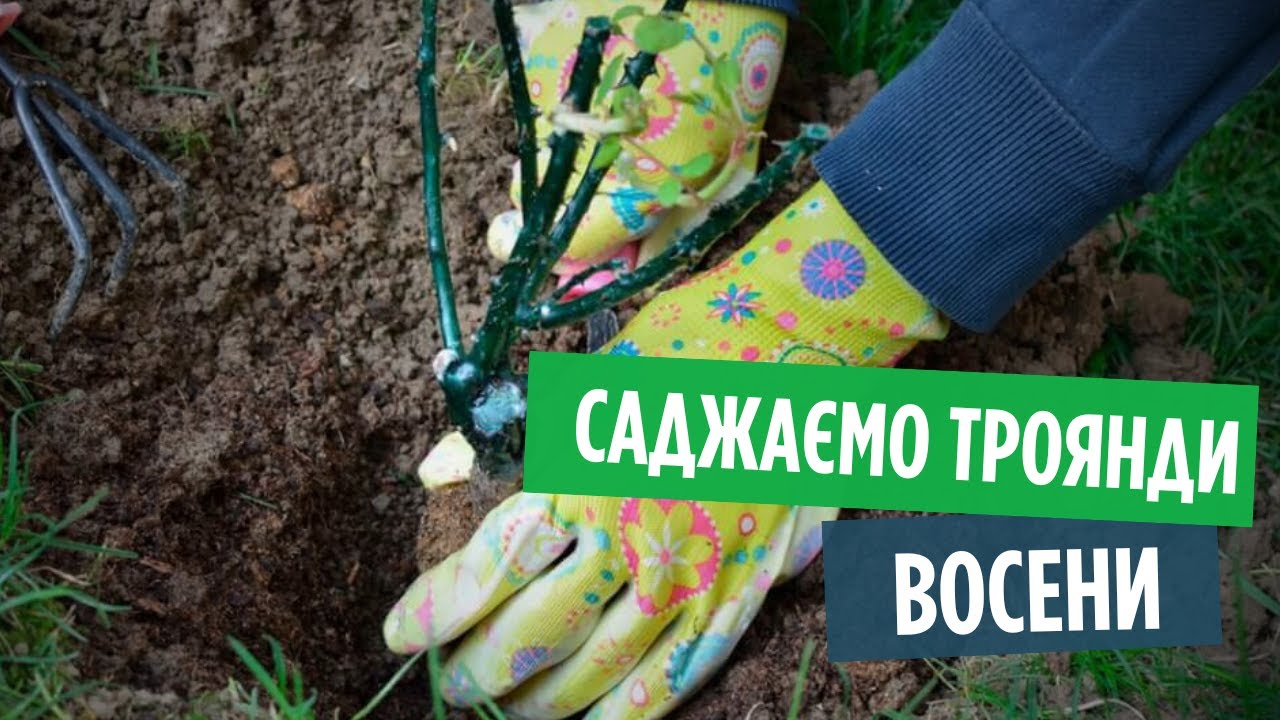 ОСІННЯ ПОСАДКА ТРОЯНД: Як саджати, добрива для троянд та чим укривати восени? 🌹 Покрокова інструкція