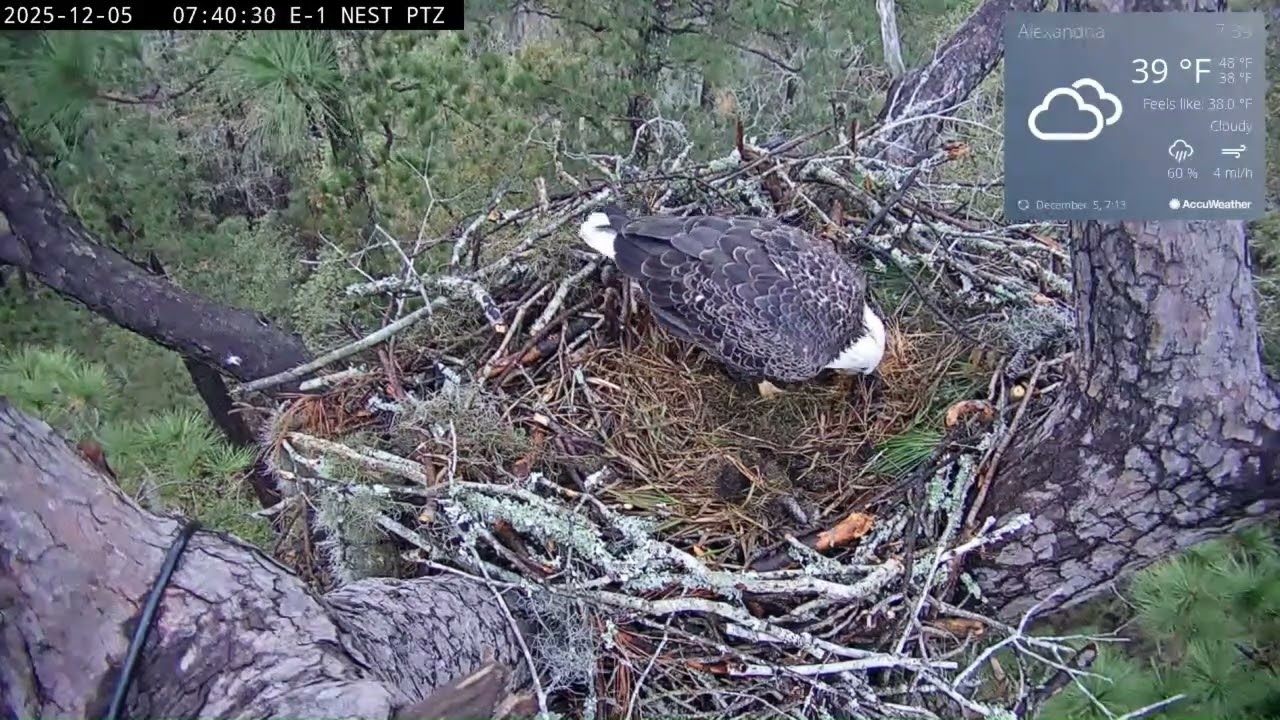 KNF E-1 - 2025.12.05 - Intruder female to the nest, E1 M2 calls for E1 F3
