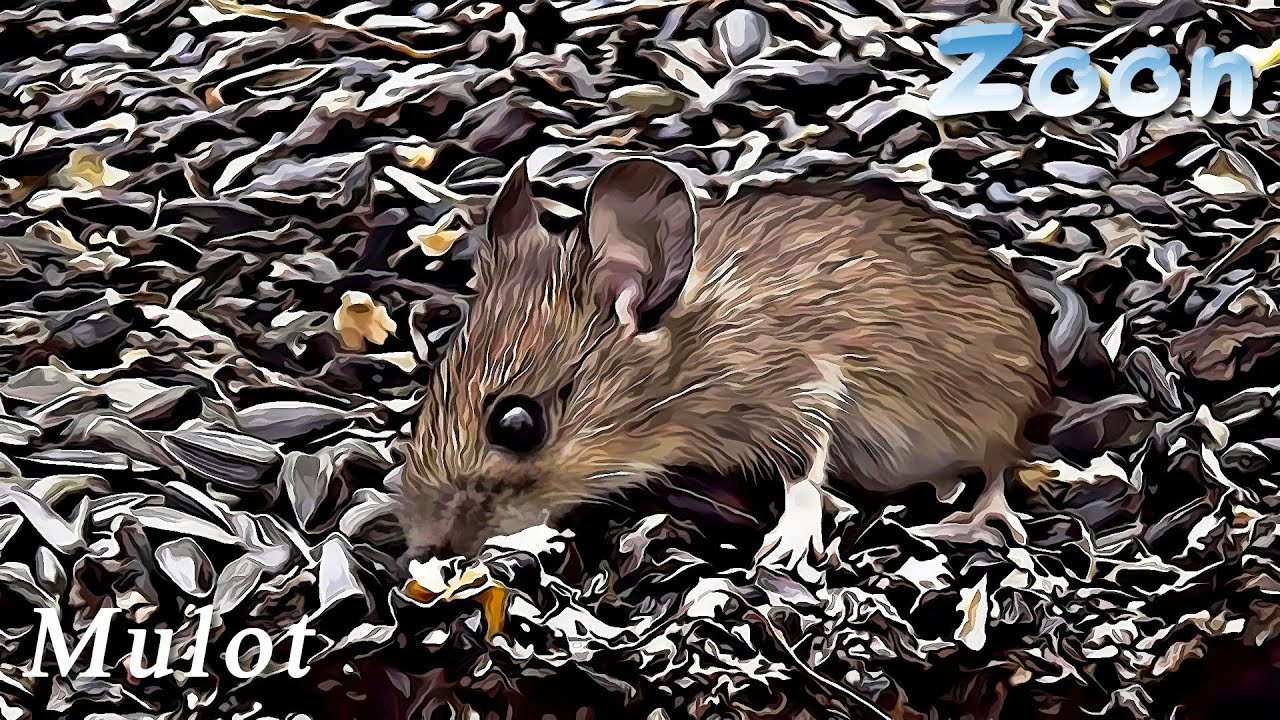 Le Mulot en famille - The wood mouse