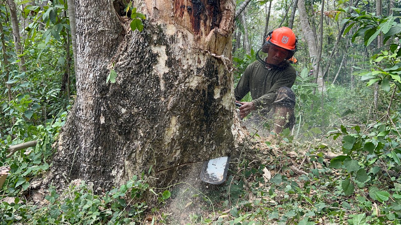 Battling difficulties tree! Penebangan Pohon trembesi belakang rumah!