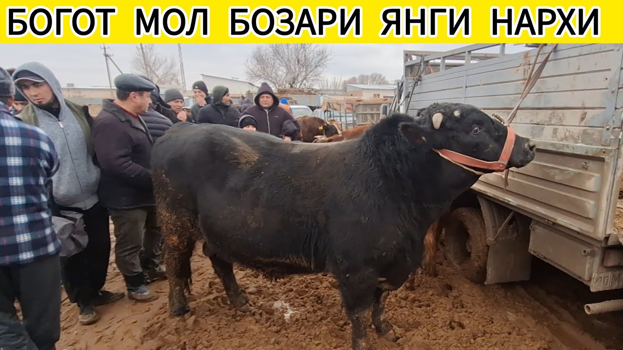ХОРАЗМ БОГОТ МОЛ БОЗОРИ НАРХИ  11-ФЕВРАЛ 2026-ЙИЛ !!! ХОРАЗМ ОБЗОР 