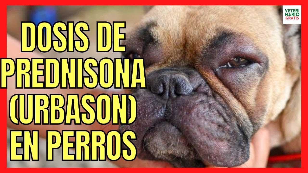 🔔 DOSIS DE PREDNISONA (URBASON) EN PERROS 🔔 CON DERMATITIS Y PICADURAS DE INSECTOS