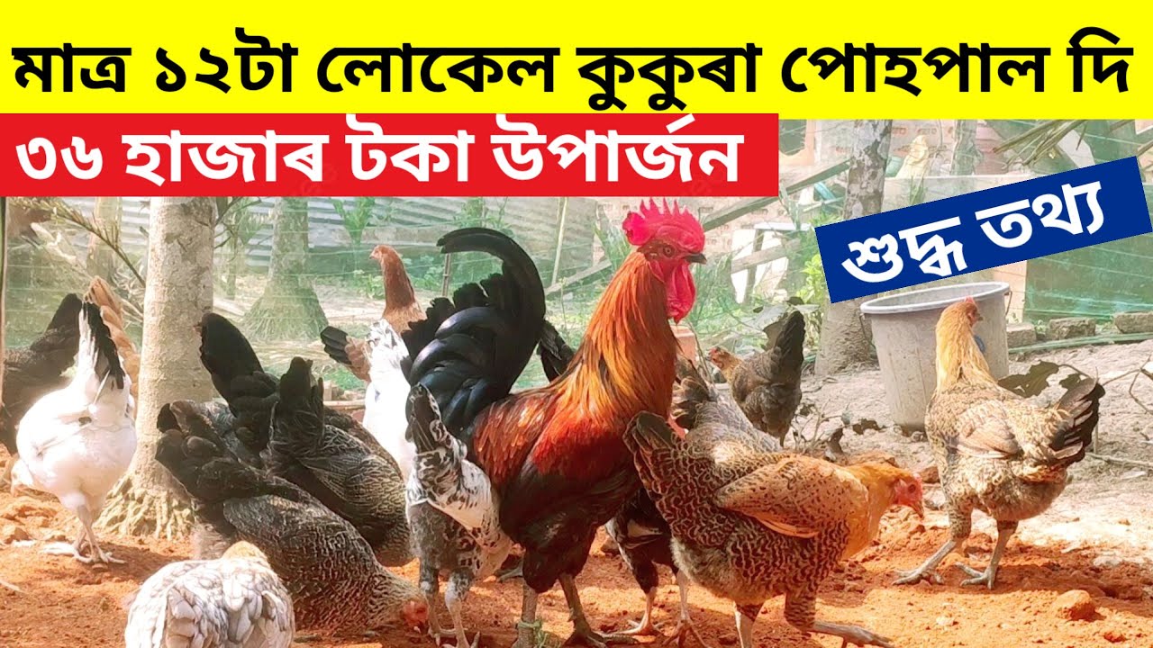 মাত্ৰ ১২ টা লোকেল কুকুৰা পোহপাল দি ৩৬ হাজাৰ টকা উপাৰ্জন (12 local chicken farming)