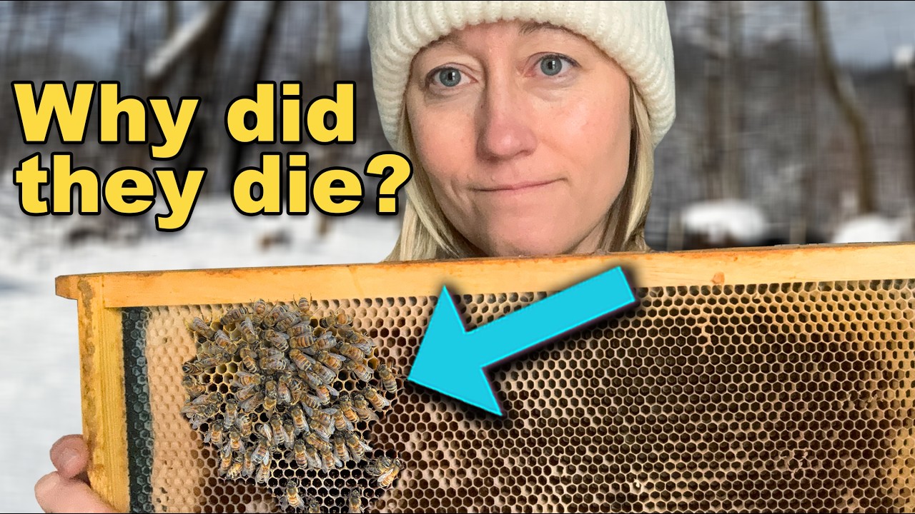 Did the Cold Kill My Bees? Deadout Analysis.
