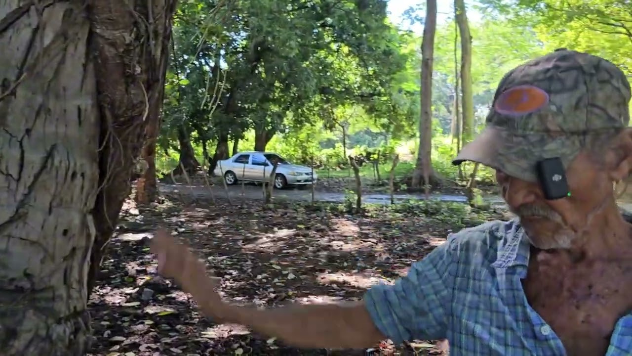 Aquí te contamos lo del árbol de amate y sus creencias será que todo esto es cierto