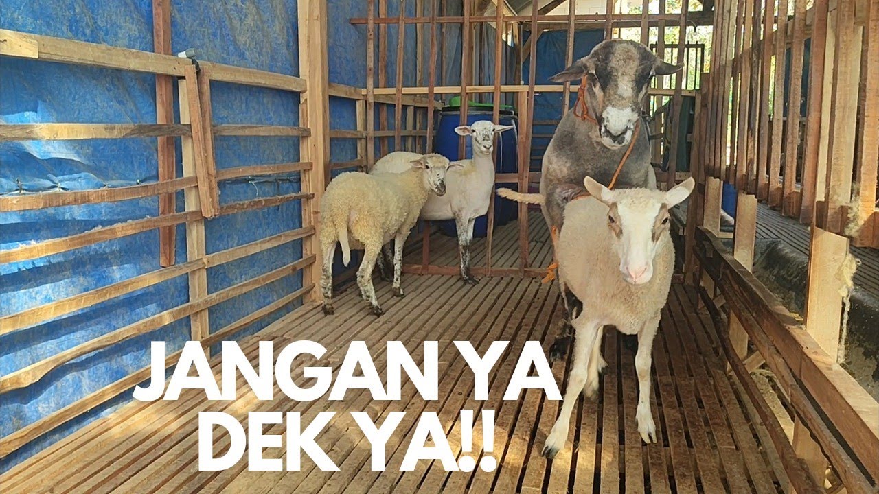 WAKTUNYA KOLONI,  DOMBOS VS CROSS SUFFOLK ‼️