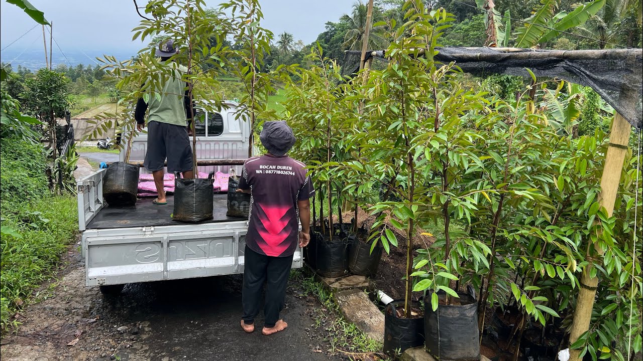 Kirim Bibit Ochee / Duri Hitam 2 Meteran | Bocah Duren