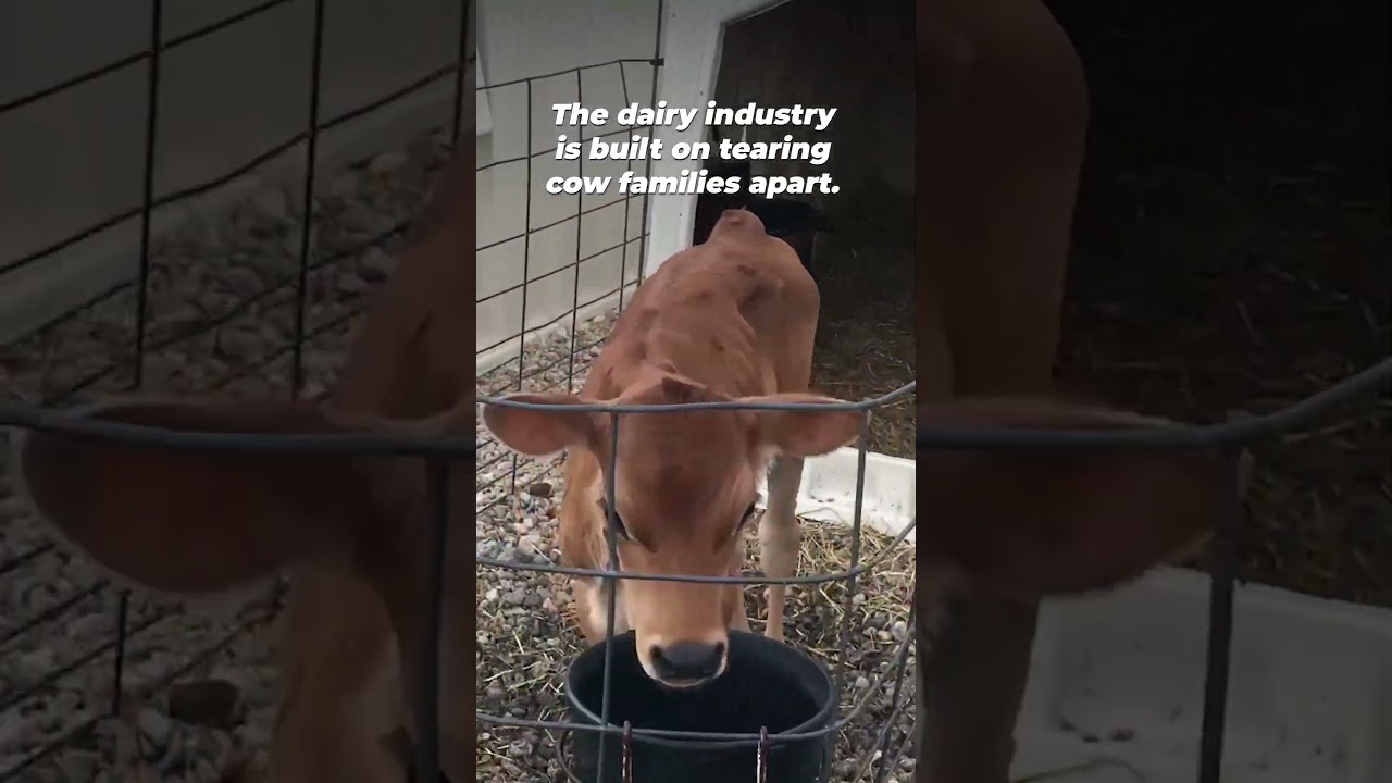 The Dairy industry STEALS Babies From Their Mother