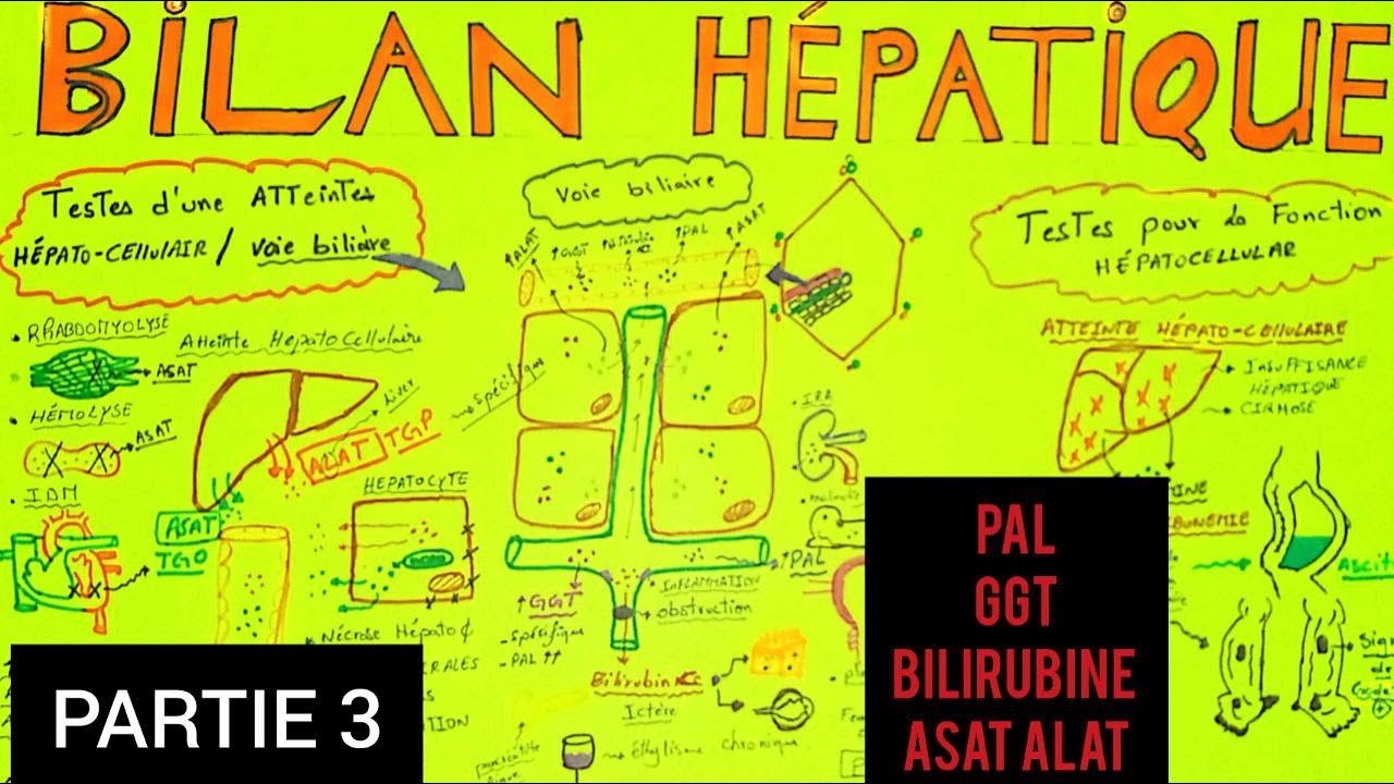 COMPRENDRE LE BILAN HÉPATIQUE (partie3):Testes d'une atteinte des voies biliaires PAL/GGT/BILIRUBINE