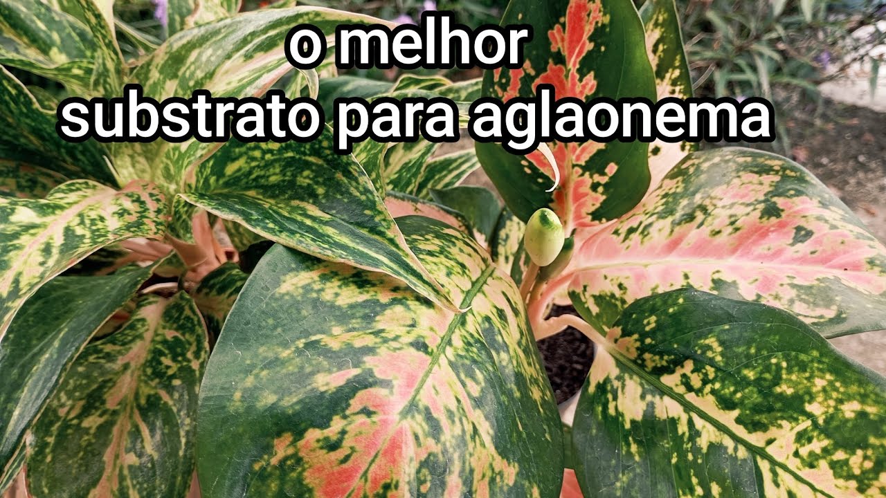 Aglaonemas 'como cuidar fazer mudas melhor substrato ' adubação replante fácil cultivo #aglaonema
