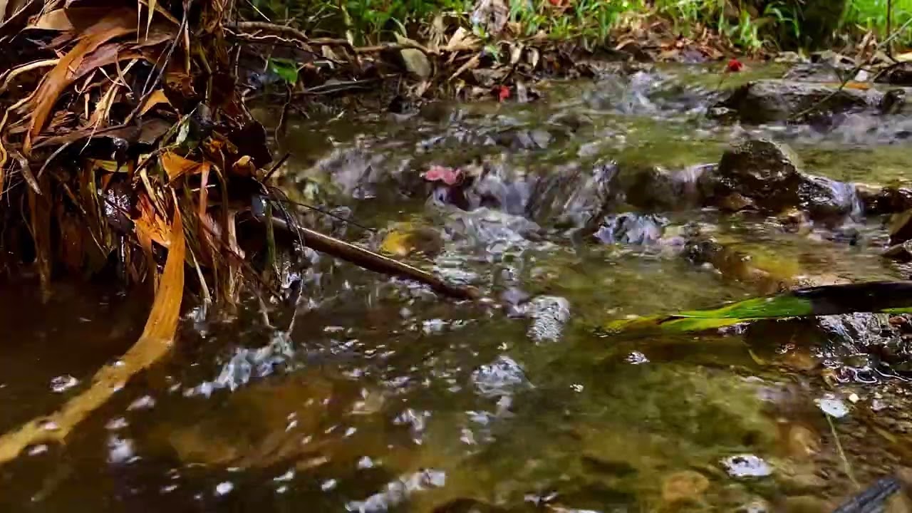1 Hour Relaxing River Sounds | Nature Water ASMR for Sleep & Study