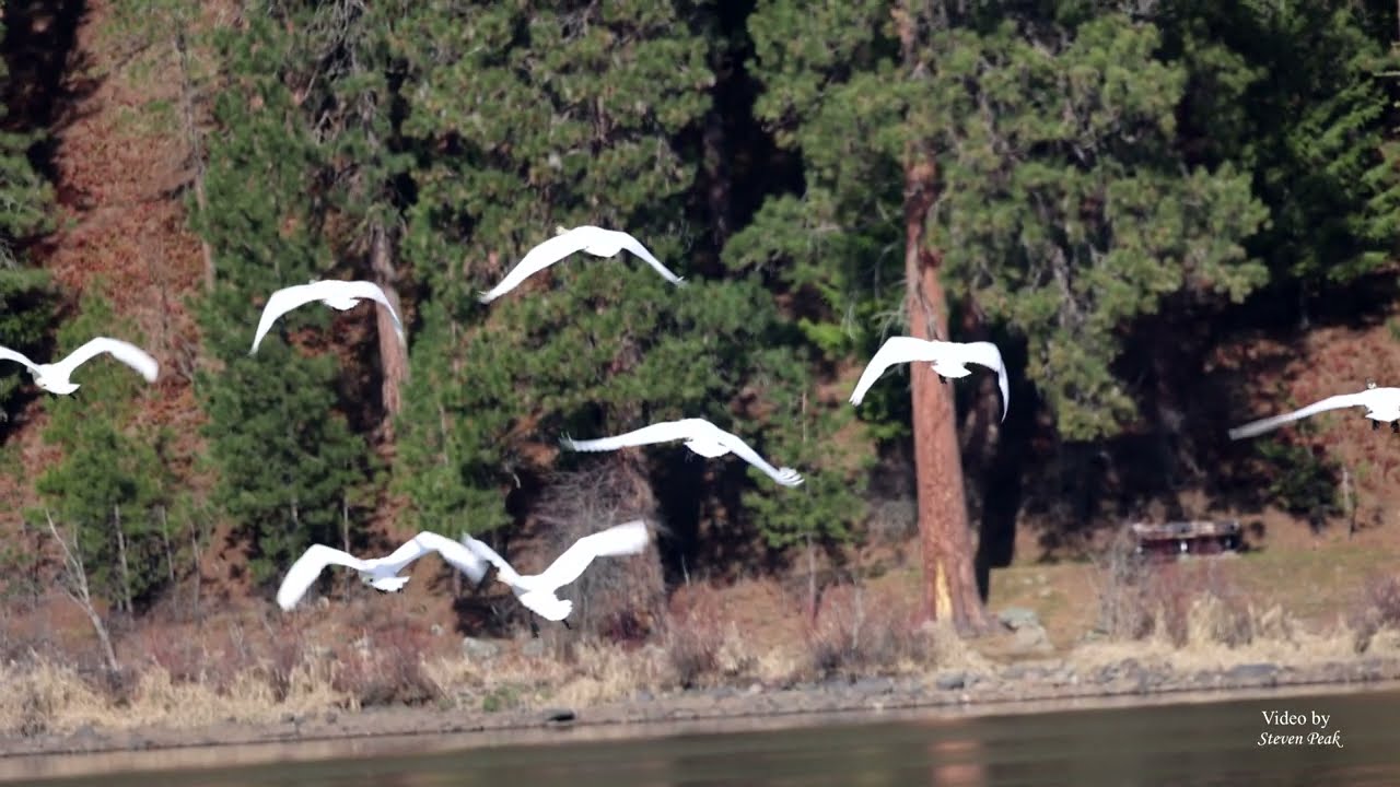 2026 Tundra & Trumpeter Swans