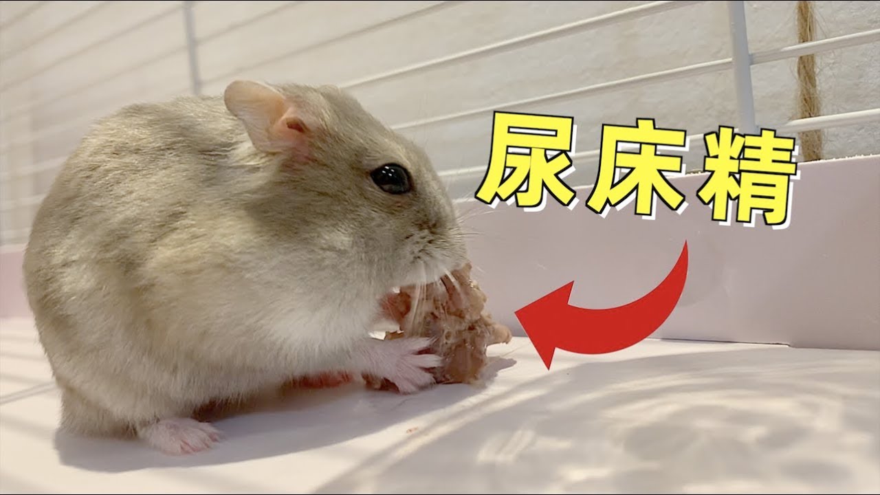 小仓鼠尿床非但没有被惩罚，还被主人喂了一大顿肉，捧在手里大吃特吃！