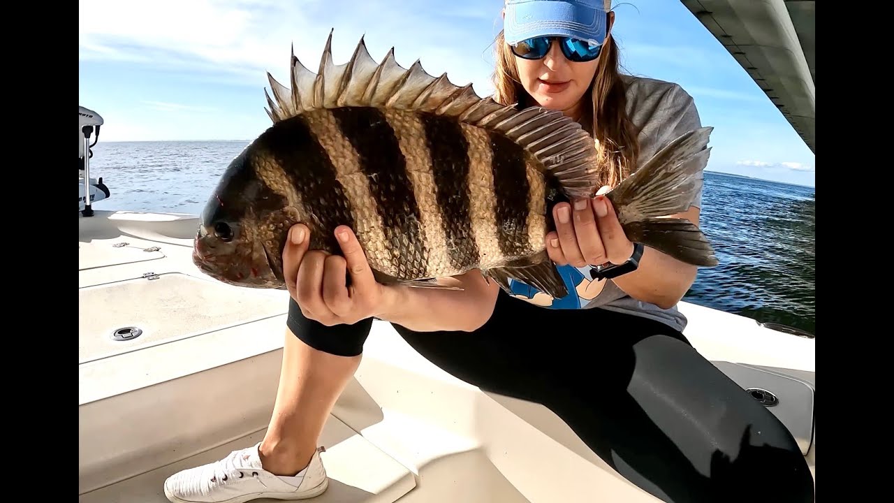 Best BAIT for SHEEPSHEAD fishing in Florida!