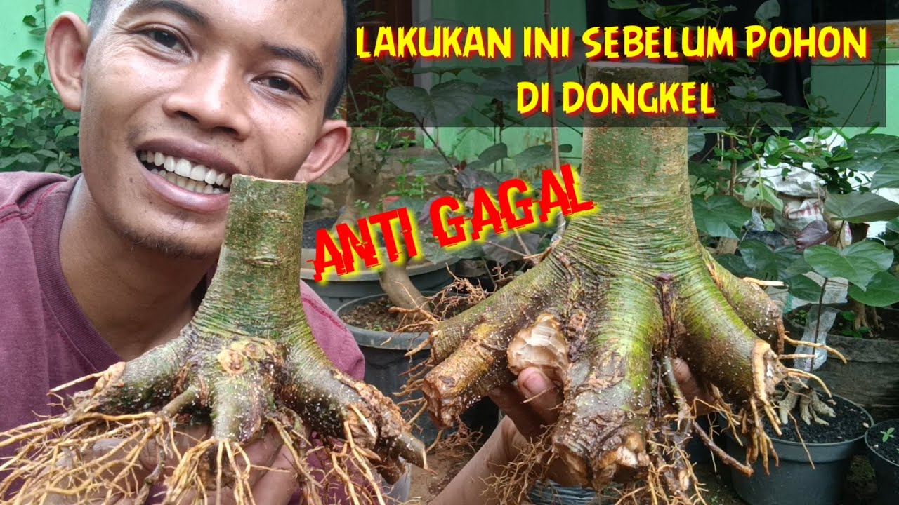 TUMBUHKAN AKAR BARU SEBELUM DI DONGKEL  DI JAMIN ANTI GAGAL