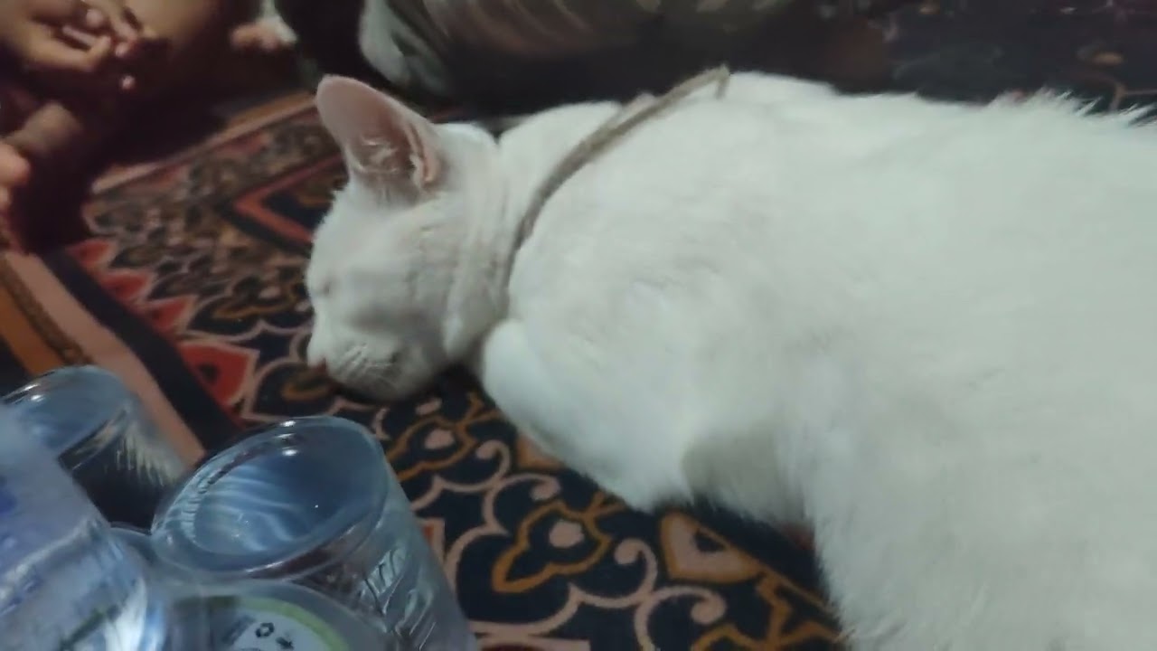Kucing kenduri 