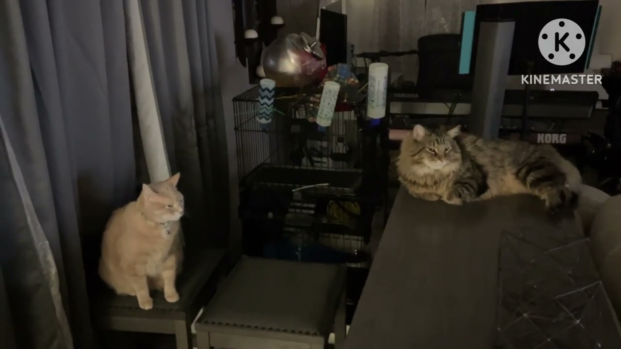 Messi Ziggy Milo