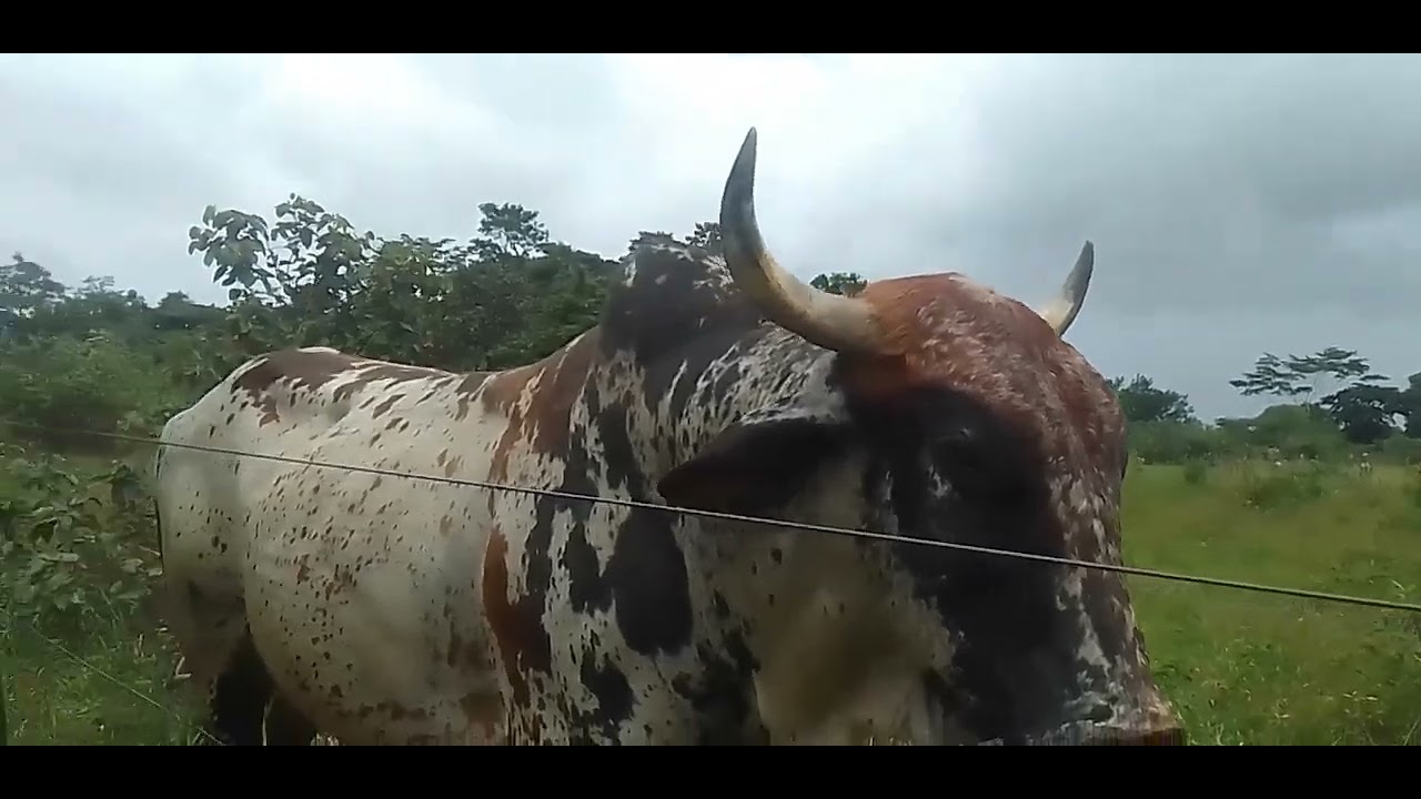 #Boi disputado território. 