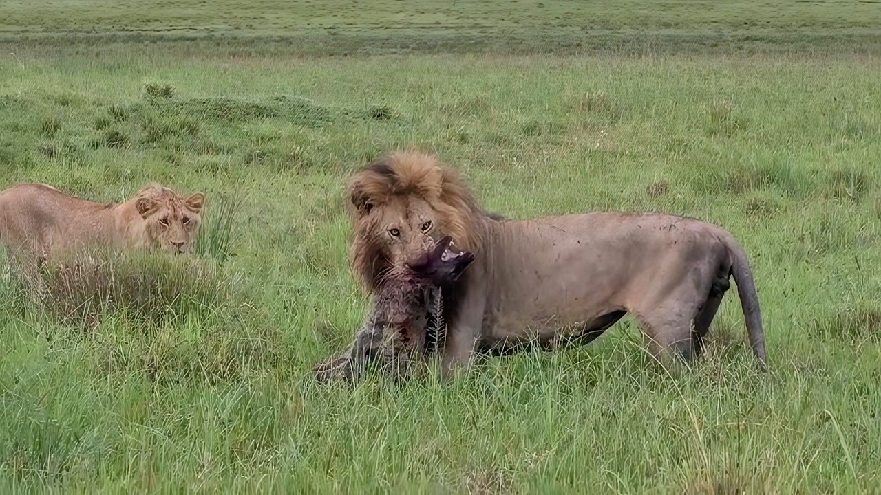 Male lion teaching his youngsters who the enemy is