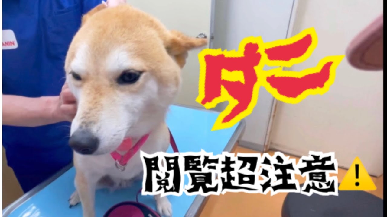 【柴犬 もみさん】ノミ・ダニ予防を甘く見てました　【閲覧注意】Shiba Inu Momisan had mites, so let's prevent it properly