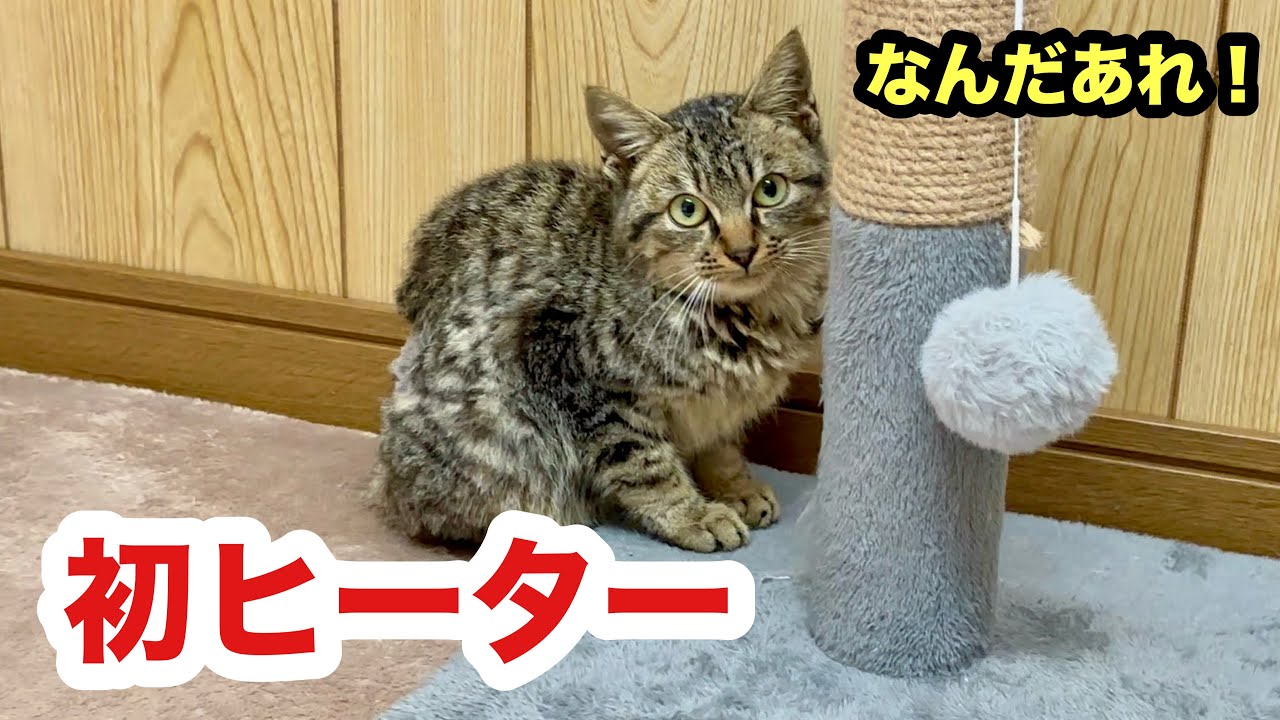 子猫に初めてのファンヒーターで過酷な野良生活を忘れさせたい