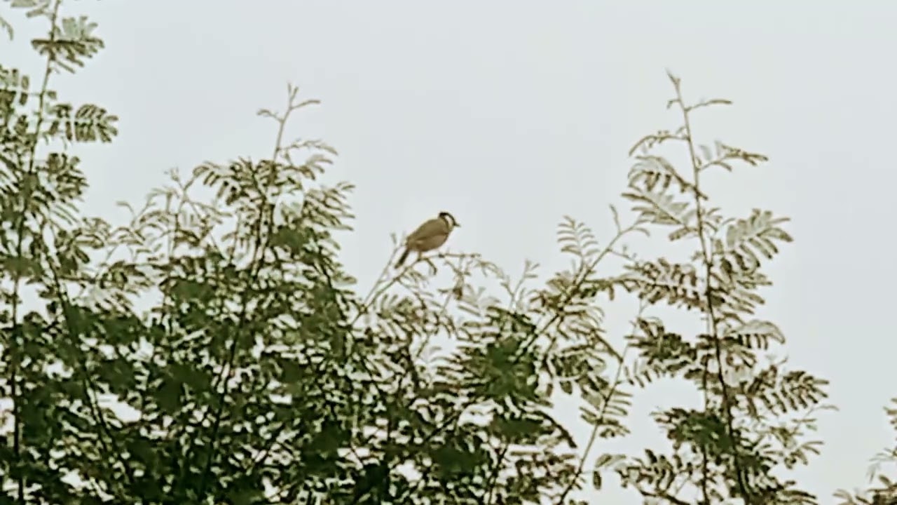 Red whiskered bulbul singing different songs