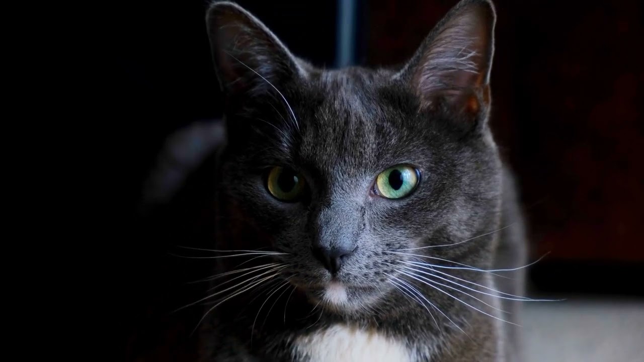 ASMR Cat Purring: A Compilation of Adorable Cat Sounds